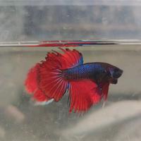 Pesci combattenti Betta splendens Acquario