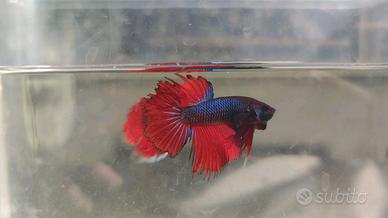 Pesci combattenti Betta splendens Acquario