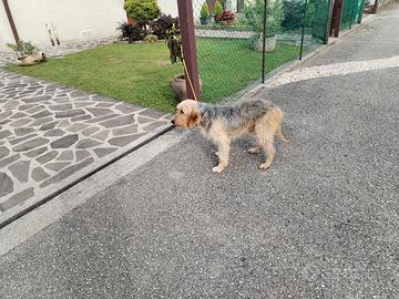 Segugio Italiano
