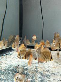 Discus