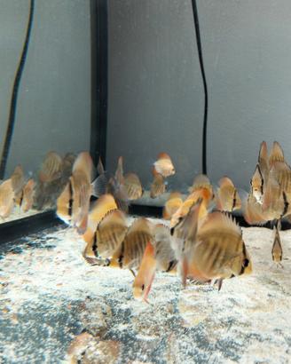 Discus