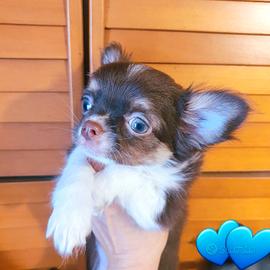 chihuahua 3 mesi cioccolato p/l