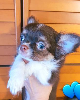 chihuahua 3 mesi cioccolato p/l