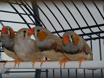 Disponibili coppie di Bengalini a Genova