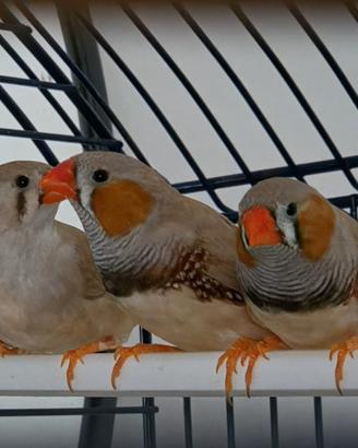 Disponibili coppie di Bengalini a Genova