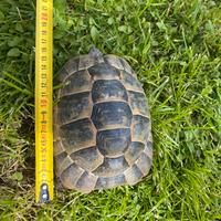 Testudo graeca maschio 2016 fonte c