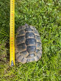 Testudo graeca maschio 2016 fonte c