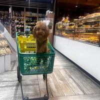 Barboncino minitoy per accoppiamento