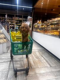 Barboncino minitoy per accoppiamento