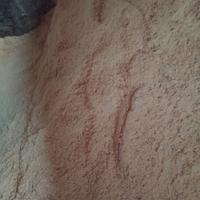 Segatura per lettiera animali