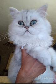 Ultimo maschietto persiano chinchilla