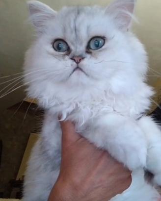 Ultimo maschietto persiano chinchilla