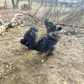 Moroseta gali e gallina