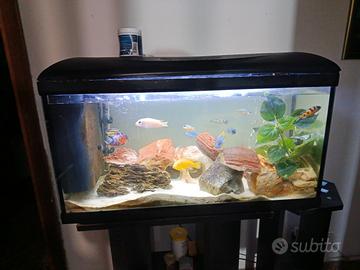 acquario