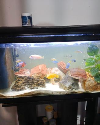 acquario