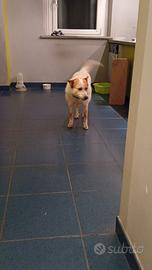 Cane misto pastore biellese