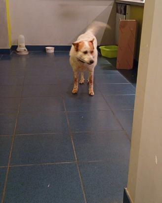 Cane misto pastore biellese