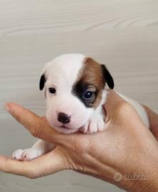 Cuccioli Jack Russell con Pedigree Pelo Corto