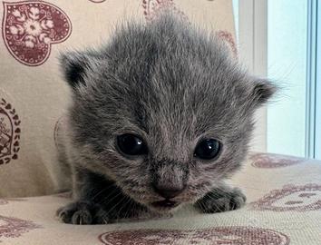 Cuccioli gatto certosino