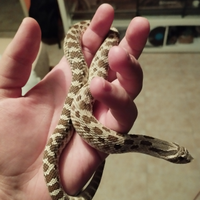 Heterodon nasicus