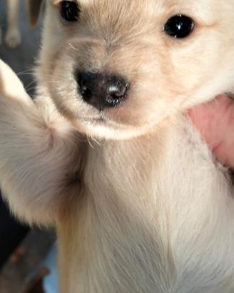 Cuccioli meticci di due mesi di vita