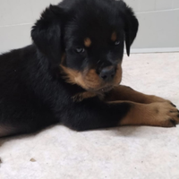 Rottweiler