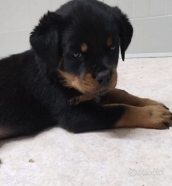Rottweiler