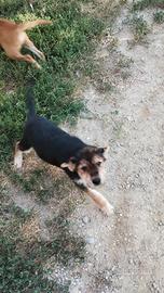 Cucciolo in adozione - Goito (MN) 20