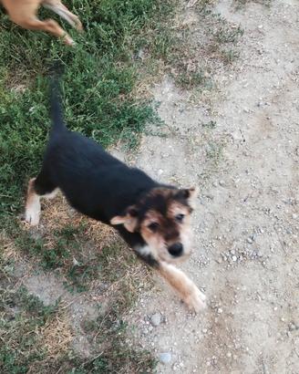 Cucciolo in adozione - Goito (MN) 20