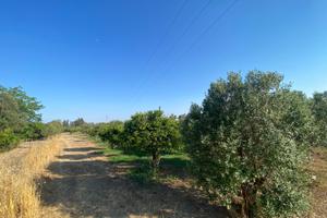 Frutteto