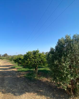 Frutteto