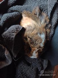 Porcellini d'india razza mignon