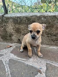 ULTIMO Cucciolo di Chihuahua