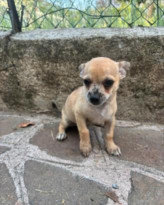 ULTIMO Cucciolo di Chihuahua