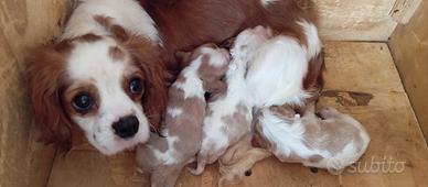 Cavalier king Charles spaniel