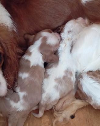 Cavalier king Charles spaniel