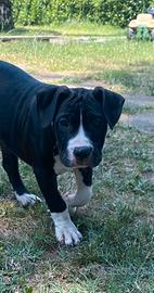 Cuccioli AMSTAFF