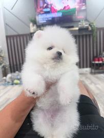 Pomerania nano