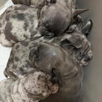 ? Splendida Cucciolata di Bulldog Francese