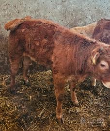 Vitella limousine originale