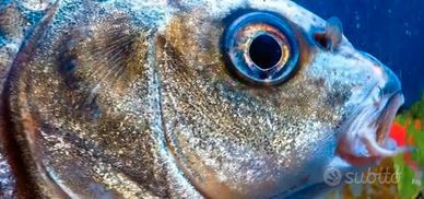Carpe koi