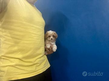 Maltipoo Mini Toy Disponibili Subito