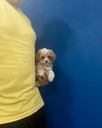 Maltipoo Mini Toy Disponibili Subito