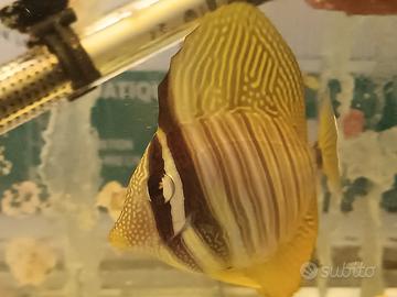 Coralli facili e Zebrasoma Veliferum