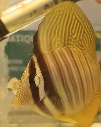 Coralli facili e Zebrasoma Veliferum