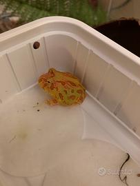 Baby rana pacman