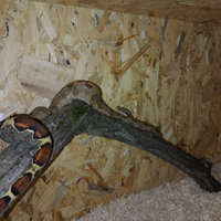 Boa costrictor