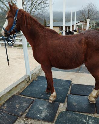 Pony