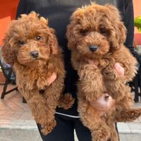 Cucciolo di barboncino nano red