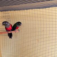 Pyrrhura rhodogaster